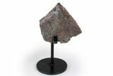 Fossil Sauropod Rib Section with Metal Stand - Colorado #383259-1